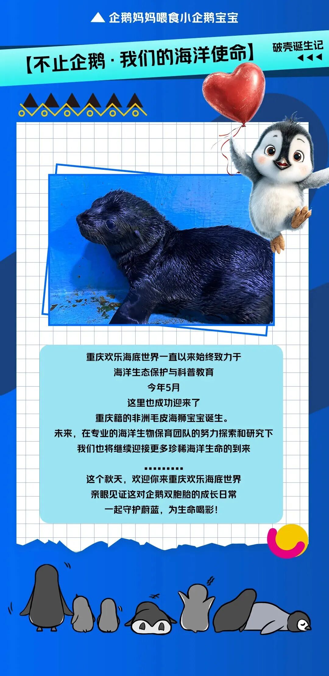 【粉丝福利】喜报！重庆首对双胞胎企鹅宝宝